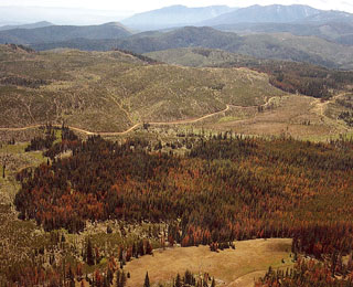 Mt Pine infestation adjacent to Anthony fire - 1976